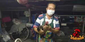 ข่าวไก่ชน