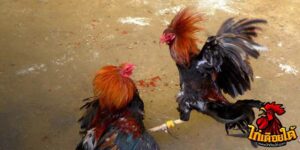 ข่าวไก่ชน