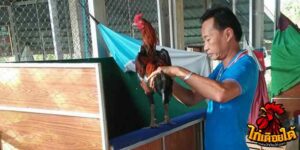 ข่าวไก่ชน
