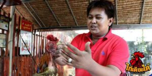 ข่าวไก่ชน