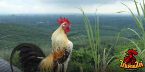 ข่าวไก่ชน