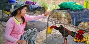 ข่าวไก่ชน