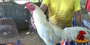 ข่าวไก่ชน