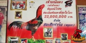 ข่าวไก่ชน