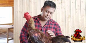ข่าวไก่ชน