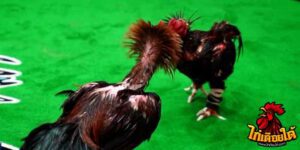 ข่าวไก่ชน
