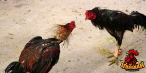 ข่าวไก่ชน