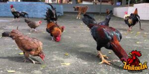 ข่าวไก่ชน