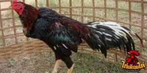 ข่าวไก่ชน