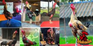 ข่าวไก่ชน