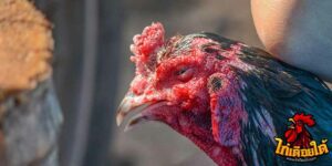 ข่าวไก่ชน