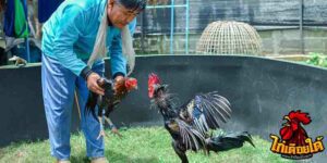 ข่าวไก่ชน