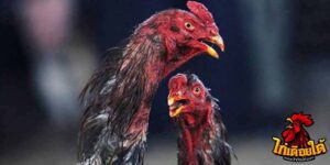 ข่าวไก่ชน