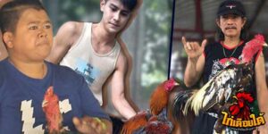 ข่าวไก่ชน