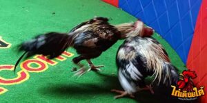ข่าวไก่ชน