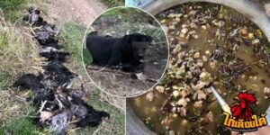 ข่าวไก่ชน