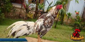 ข่าวไก่ชน