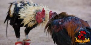 ข่าวไก่ชน