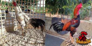 ข่าวไก่ชน