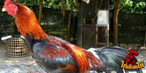 ข่าวไก่ชน