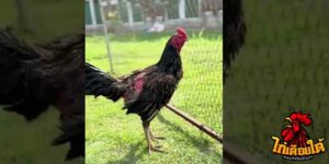 ข่าวไก่ชน