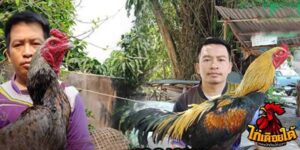 ข่าวไก่ชน