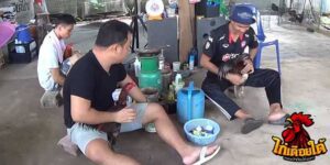 ข่าวไก่ชน