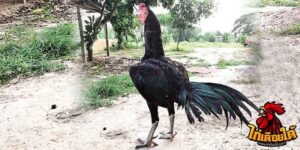 ข่าวไก่ชน