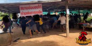 ข่าวไก่ชน