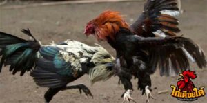 ข่าวไก่ชน