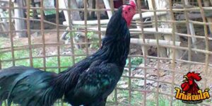 ข่าวไก่ชน