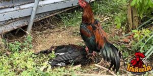 ข่าวไก่ชน