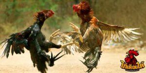 ข่าวไก่ชน