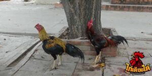 ข่าวไก่ชน