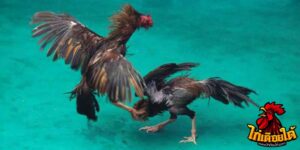 ข่าวไก่ชน