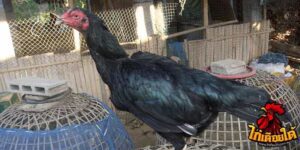 ข่าวไก่ชน