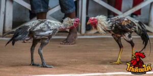 ข่าวไก่ชน