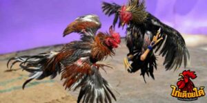 ข่าวไก่ชน