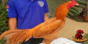 ข่าวไก่ชน