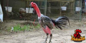 ข่าวไก่ชน
