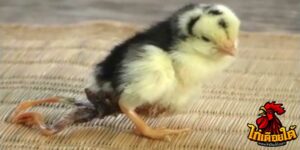 ข่าวไก่ชน