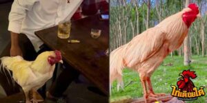 ข่าวไก่ชน