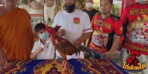 ข่าวไก่ชน