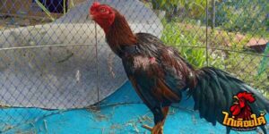 ข่าวไก่ชน