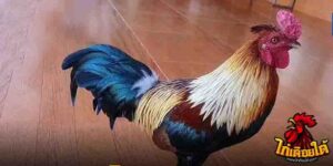 ข่าวไก่ชน