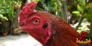 ข่าวไก่ชน