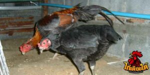 ข่าวไก่ชน