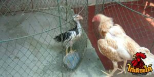 ข่าวไก่ชน