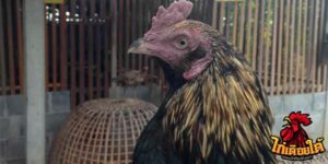 ข่าวไก่ชน