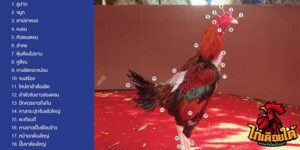 ข่าวไก่ชน